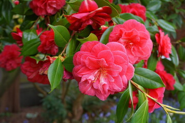 Incredible beautiful red camellia - Camellia japonica, known as common camellia or Japanese...