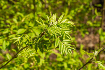 Russia. May 1, 2021. Young mountain ash leaves in the parks and squares of Kronstadt.
