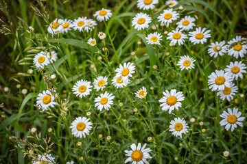daisies in green field
