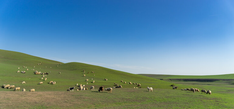 Pastoral landscape in green Kahetia fields