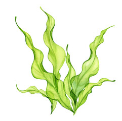 Watercolor green seaweed. Transparent fresh sea plant isolated on white. Realistic botanical illustrations collection. Hand painted underwater grass - 433322043