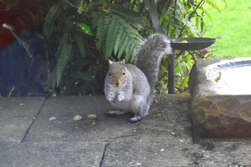 Cute Grey Squirrel sitting on the ground, its paws holding in the air and looking at camera in green leaves background.