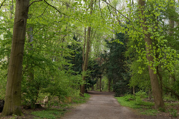 Wald, Mischwald, Waldweg