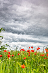 Spectacular sky with storm clouds and red poppies in the foreground