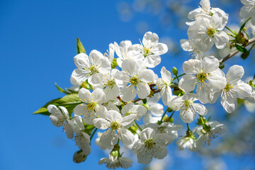 Beautiful branch of cherry blossoms with flowers against the blue sky in spring, on a sunny day. 