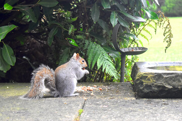 Grey Squirrel eating nut in its paws, sitting on the ground with green leaves background.