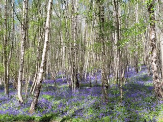 Fototapeta premium spring in the forest