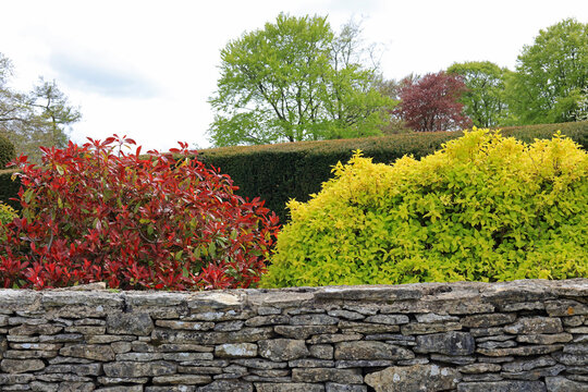 Colourful Shrubs Behind A Cotswold Dry Stone Wall With A Well Maintained Hedge In The Background