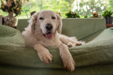 A happy big white Kuvasz dog on a sofa
