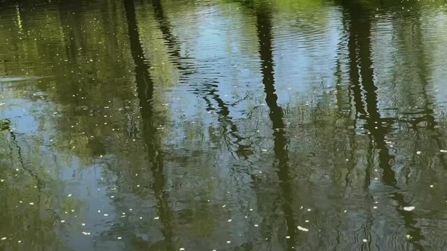 The flow of contaminated water from canalization channels pollutes nature. Shadow of trees on the water surface.