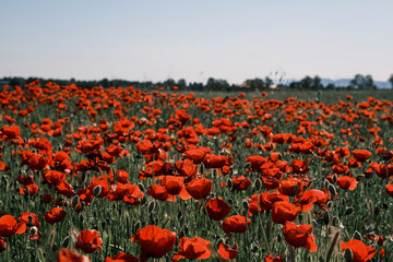 Red poppy flowers blooming