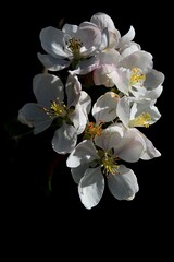Apple tree white flowers in full blossom during spring season, afternoon sunshine, dark background. 