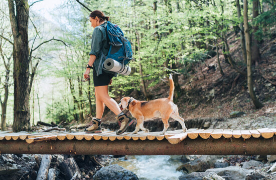 Middle-aged backpacker female with a backpack in trekking boots crossing mountain river bridge in the forest with her beagle dog. Traveling or trekking with pets concept image.