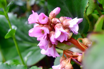 Obraz na płótnie Canvas Selective focus of Inflorescence of pink bergenia flower buds with green leaves blurred background. Beautiful flowers in gargen on spring season in the UK.