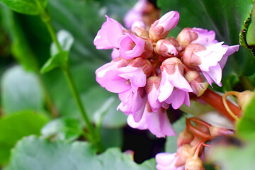 Beautiful pink Inflorescence of Bergenia flowers with green leaves blurred background.  Beautiful flowers growthing  in gargen on spring season in the UK.