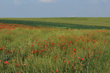 Poppy field