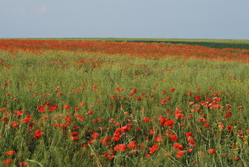 Poppy field