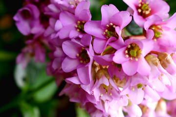 Selective focus of Pink Bergenia flowers with nature blurred background. Beautiful flowers growthing in spring garden in the UK.