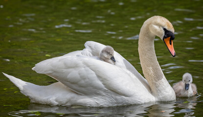 Close up of female mute Swan in the water with cygnets, one riding on her back