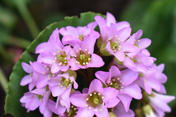 A group of Pink Bergenia flowers blooming with green blurred background. Beautiful flowers growthing in spring garden in the UK.