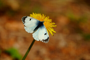 charset Ascii © Artur