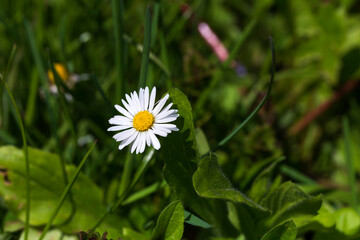 Daisy on the green Grass
