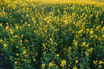 Obraz premium Field of bright yellow rapeseed in spring.
