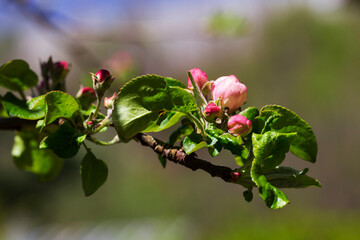Detail of the Apple Tree Flower
