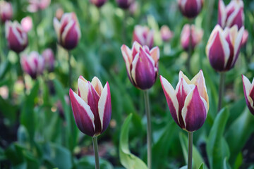 Tulip field with beautifully colored blooming tulips