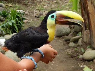 Fototapete Rund Toucan in the arm © @TG