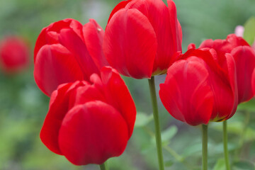 red and yellow tulips
