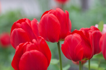 field of tulips