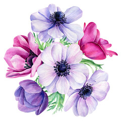 Obraz premium Watercolor flowers, anemones on isolated white background, floral design element