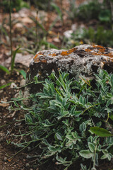 Obraz premium moss on the rock