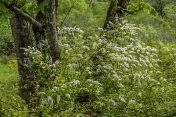 Chinese privet bush blooming
