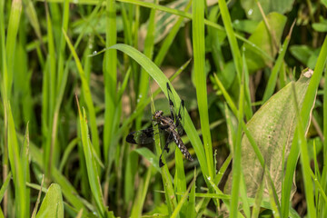Wet dragonfly closeup