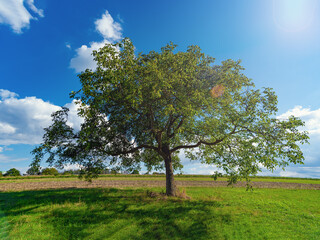 Fototapeta na wymiar lone spreading tree in a field