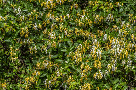 Yellow and white honeysuckle shrub