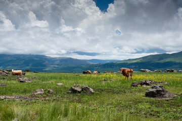 Livestock standing in a veld on the Panorama Route in South Africa, Mpumalanga.