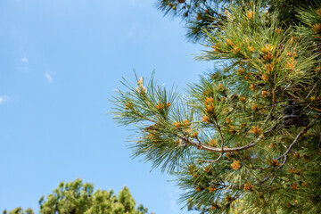 Pine tree in the background with a beautiful weather blue sky with copy space on a blue background to the left 