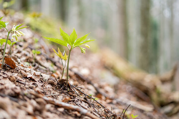 Kleiner Wuchs im Wald an einem steilen Hang