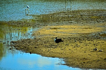Birds in natural park