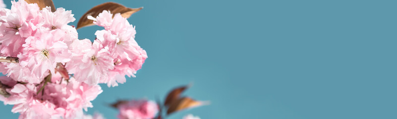 Banner, pink sakura, cherry blossom twigs with flowers on bright day with blue sky. Natural panoramic design with text space, copy-space, place for text.
