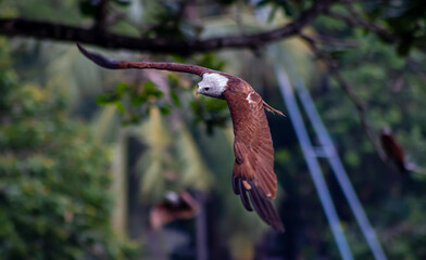Indian Bald Eagle, Accipitridae, Predators, Birds, South Indian Birds, Hunting, Flight, Wildlife,...