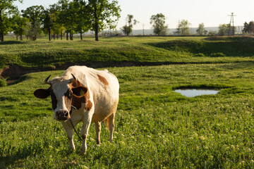 A spotted cow grazes in a green meadow. Portrait of a horned animal.