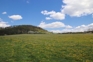 A view to the Velky Chlum hill with the meadow full of dandelions in front near Boritov, Czech republic