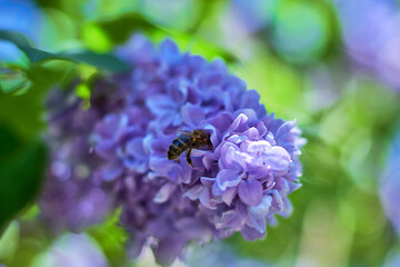 A bee collects nectar on lilac flowers