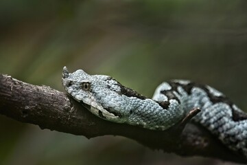 Close up of Horned viper at Paklenica National park, Croatia. Photo of dangerous grey European snake. Venomous viper at the forest with green background. Detail of the head of sand viper.