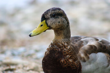 Side Profile of a Mallard