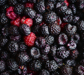 Blackberry background. Fresh whole berries of ripe blackberries